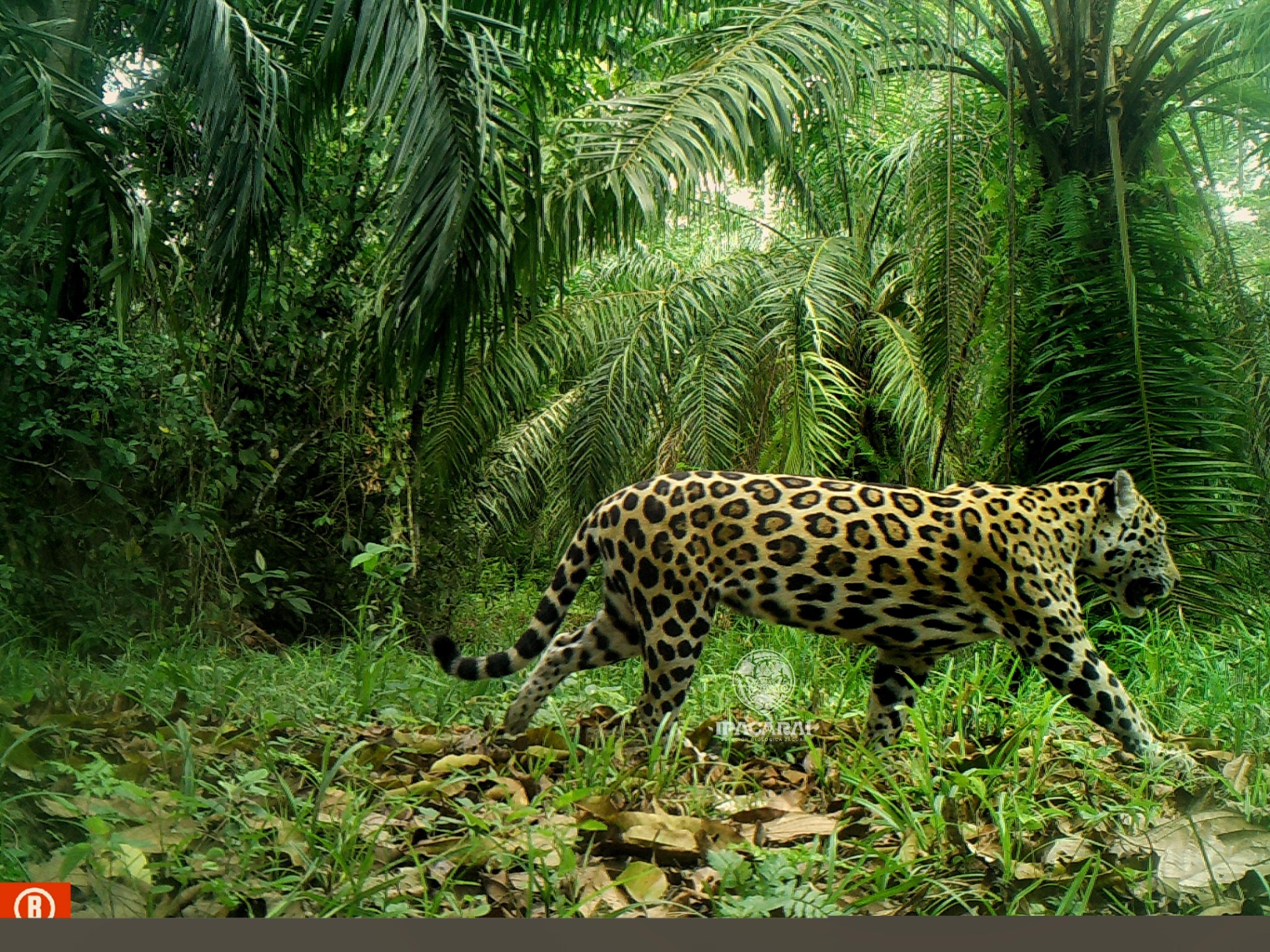 Jaguar caminando en la selva colombiana